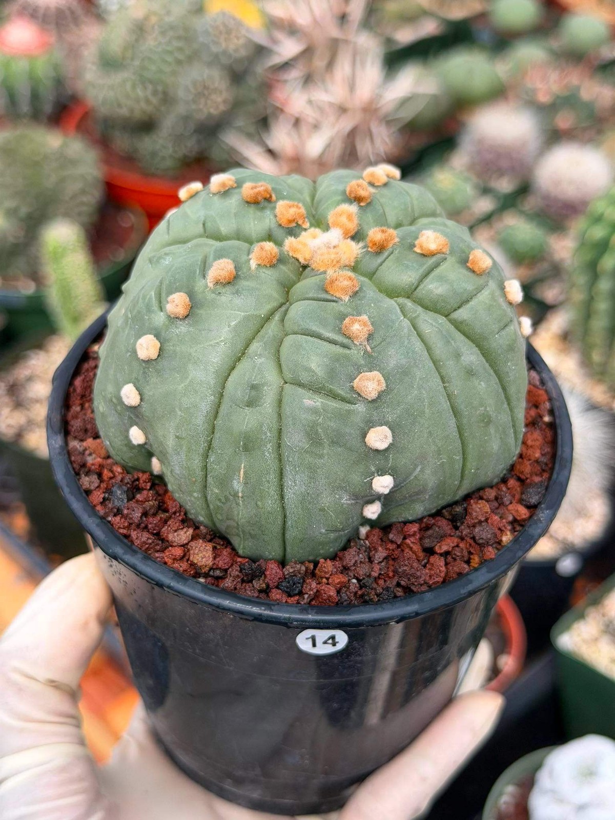 Astrophytum Asterias Fukuryu – Rare 14‑Rib Mutation Cactus