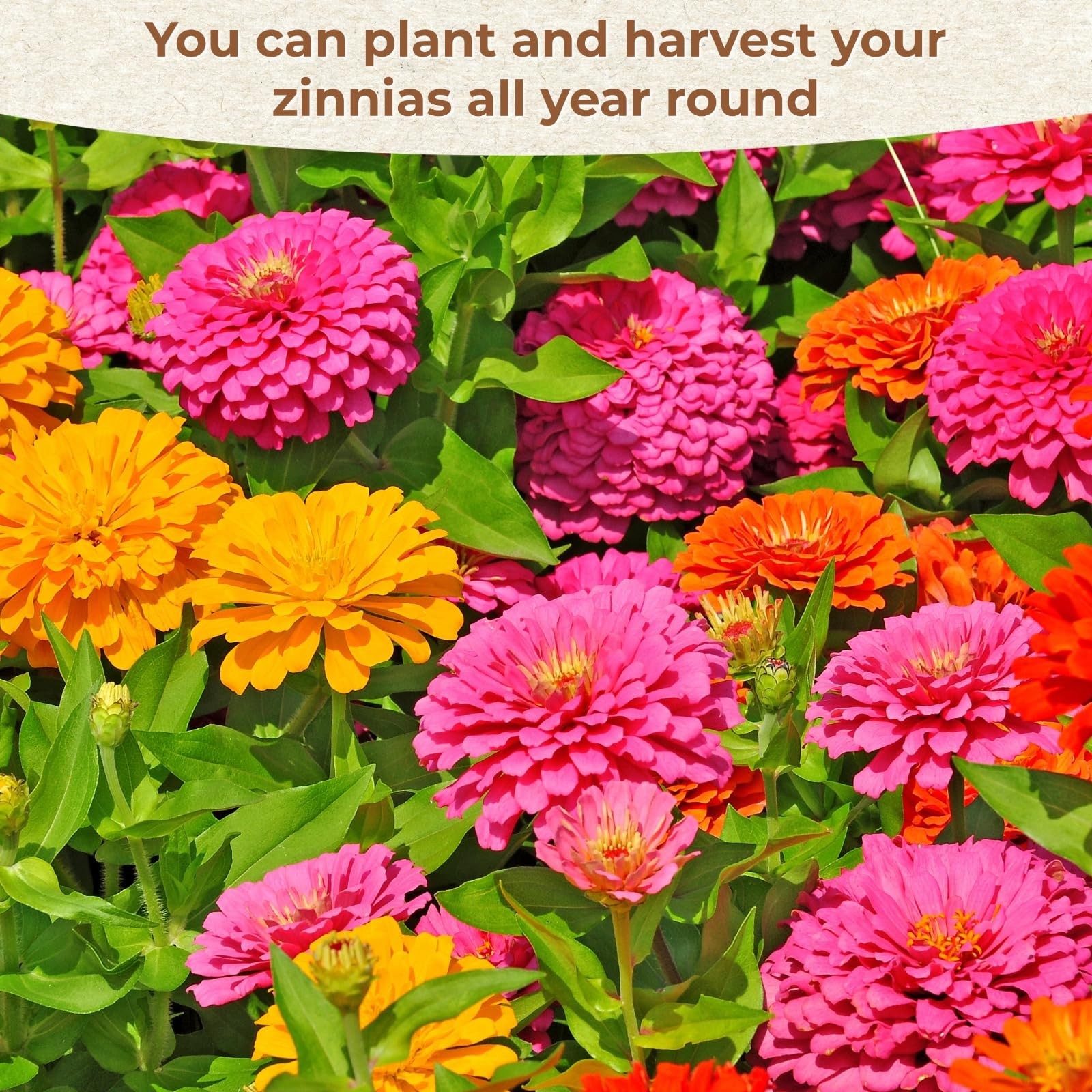 16000+ Zinnia Flower Seeds for 2026-7+ Color Mix, High Germination 4oz