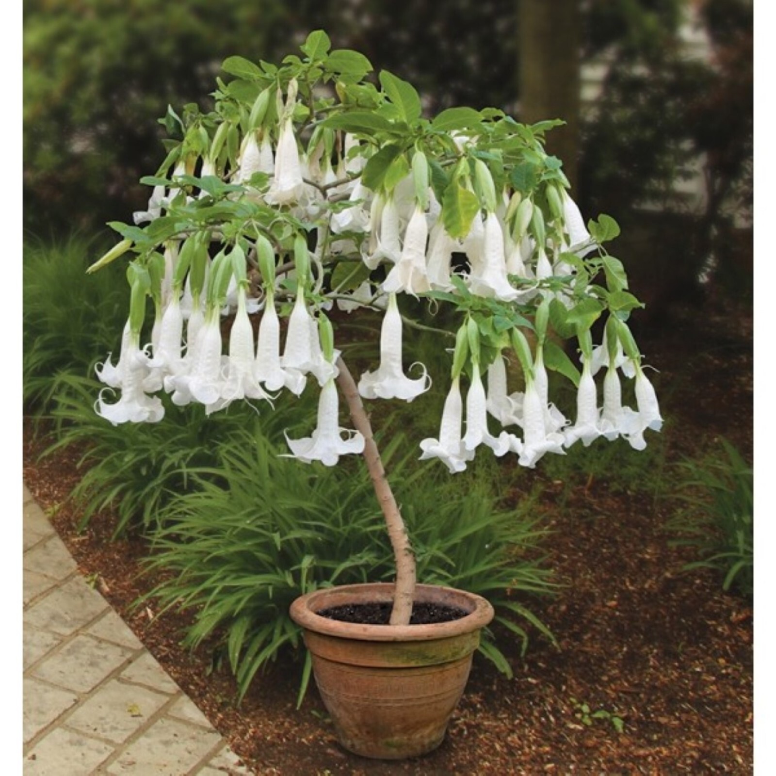 White Brugmansia angel Trumpet Live Plant 6-8 inches tall, shipped in pot
