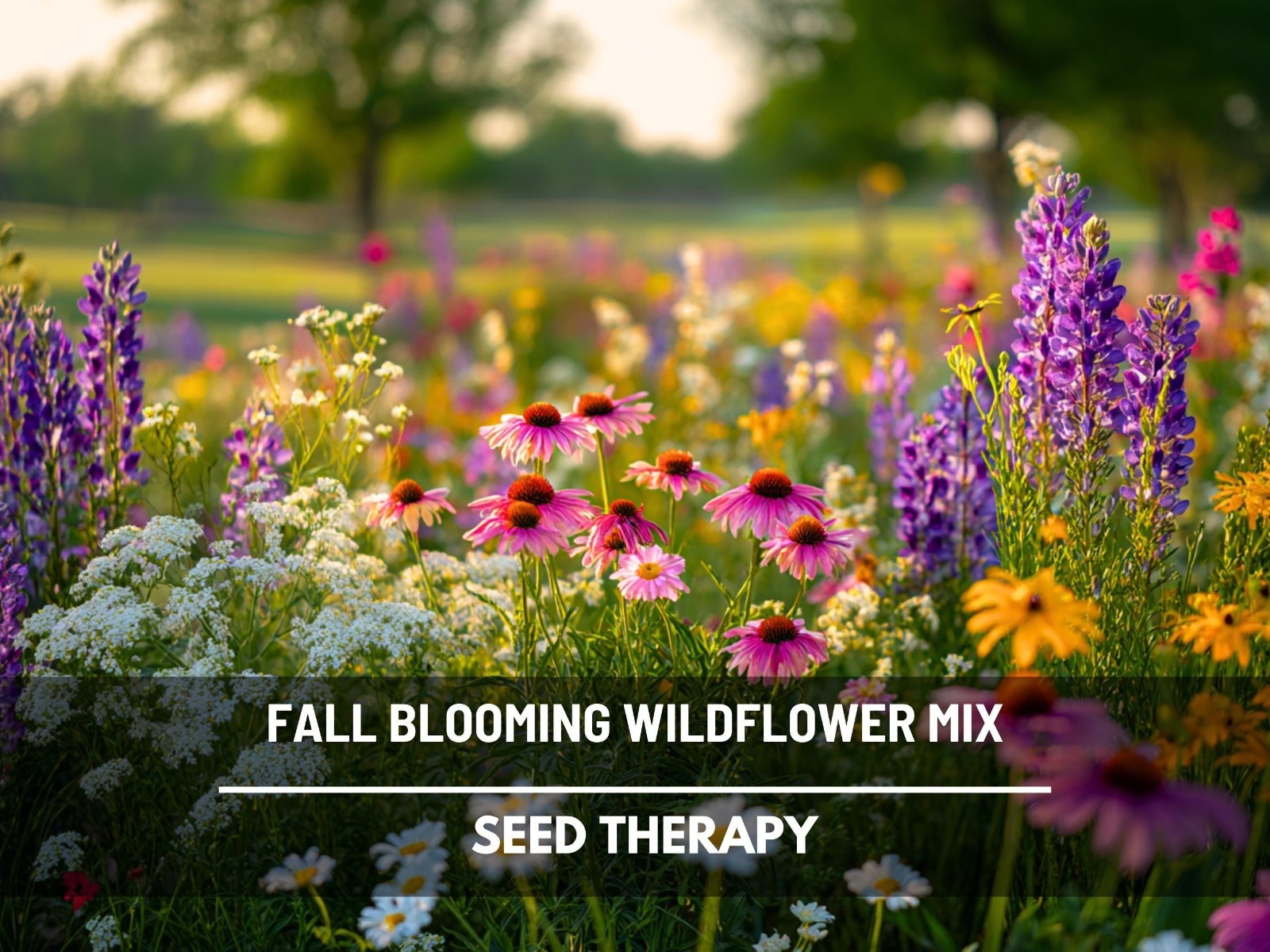 Fall Blooming Wildflower Mix Seeds – 1,000 Heirloom Flower Varieties