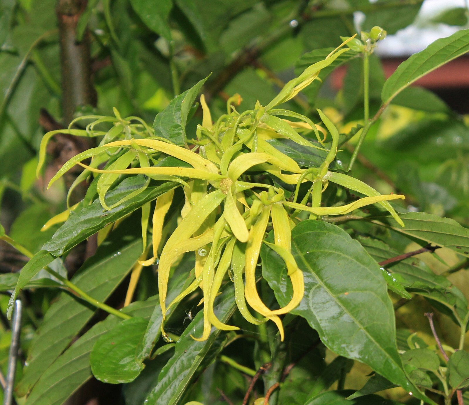 5 seeds -Ylang Ylang or perfume tree -See Full description Below Cananga odorata