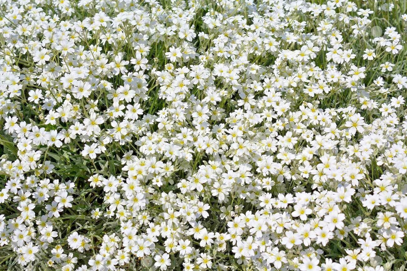 501+SNOW IN SUMMER Flower Seeds Perennial Flowering Groundcover Drought Tolerant