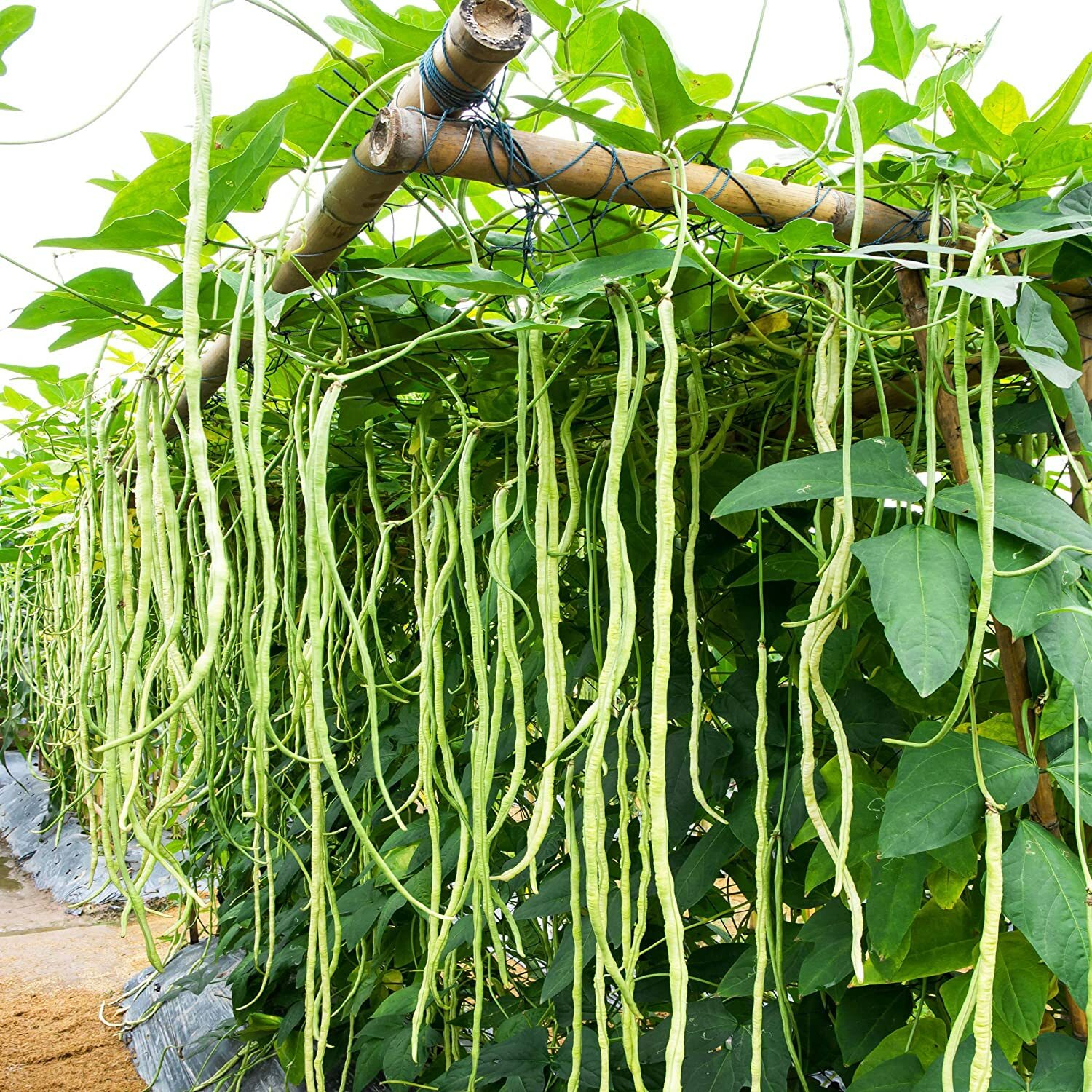 50 Cow Pea Seeds for Planting Made in USA Ships from Iowa Non-GMO