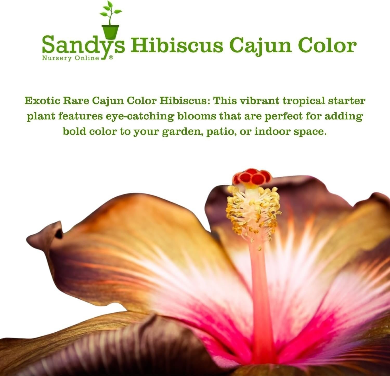 Hibiscus Cajun Color Purple Magic Starter Plant