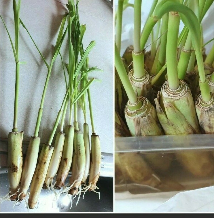 10 Lemongrass Stalks Plant Cymbopogon, Mosquito Repellent, Perennial, Citronella