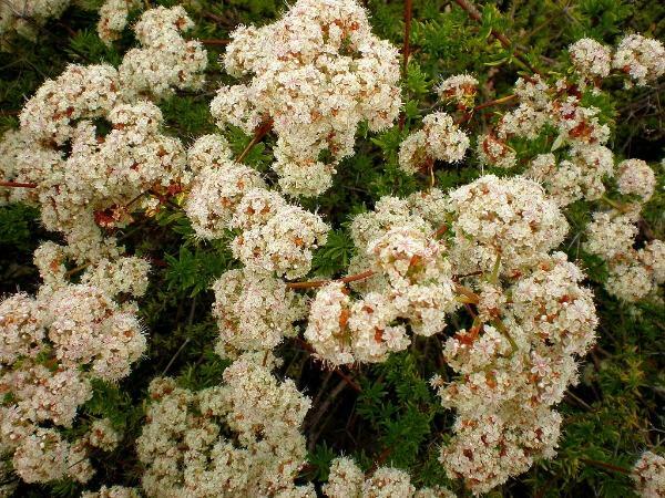 Eriogonum fasciculatum var. foliolosum | California Buckwheat | 100 Seeds