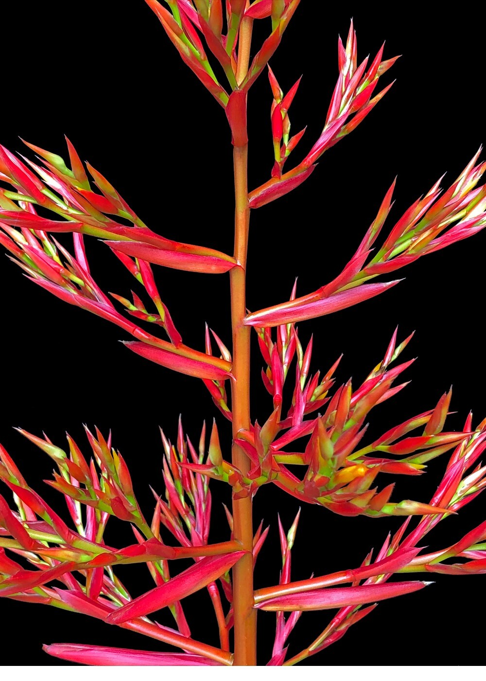 Aechmea Carnival 9″ pot – Live plant