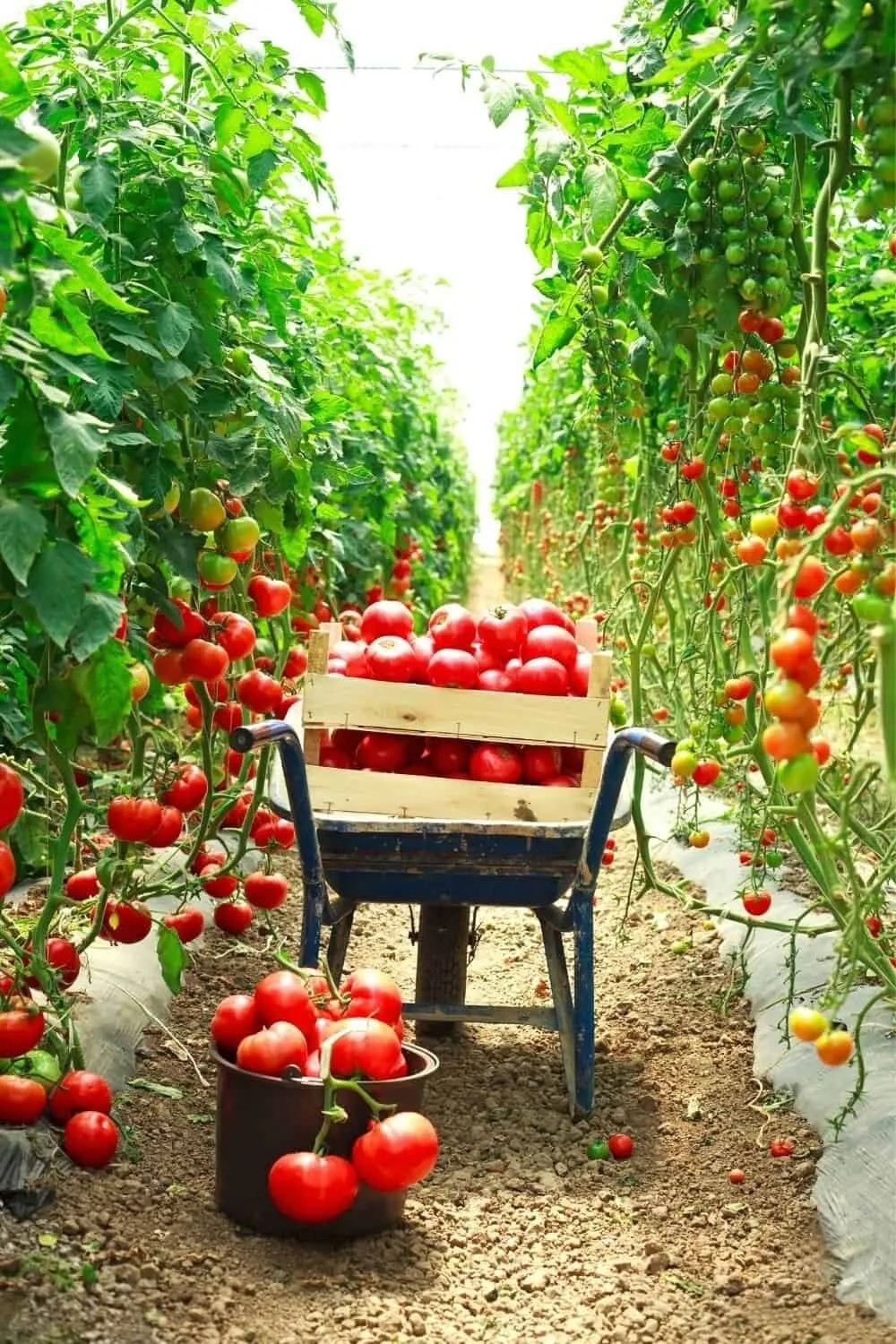 240+ TOMATO TREE SEEDS ———————– 15 FOOT VINES — HUGE —— RARE