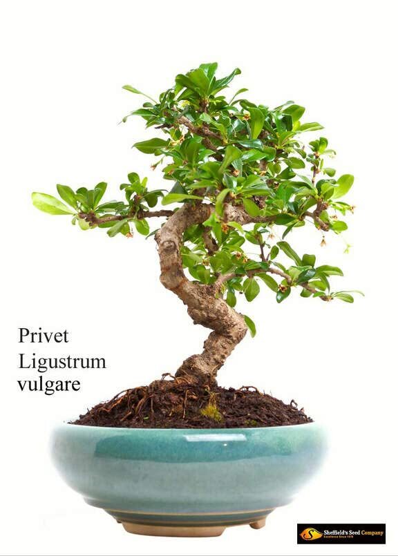 Common Privet Seeds for Planting (30 Seeds) – Ligustrum vulgare, European Privet