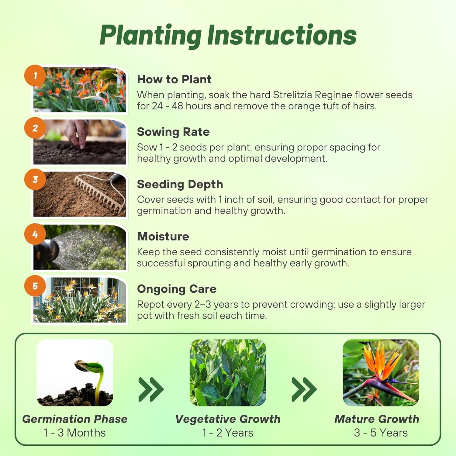 15 Seeds Bird of Paradise Seeds – Strelitzia Reginae Flower Seed