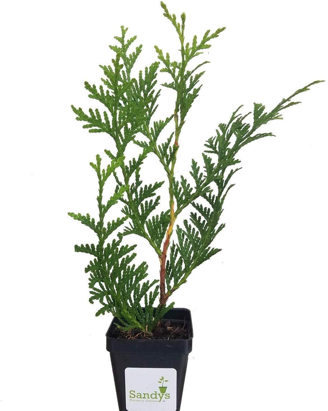 Thuja Green Giant Arborvitae 3 Inch Pot, Lot of 6