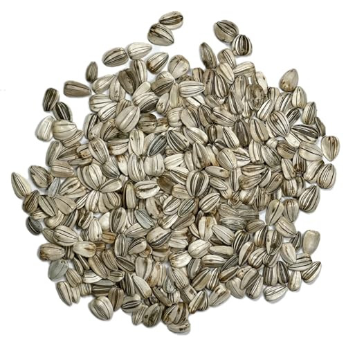 , 1 Ounce 300+ Mammoth Sunflower Seeds to Plant (Helianthus annuus 300 Seeds