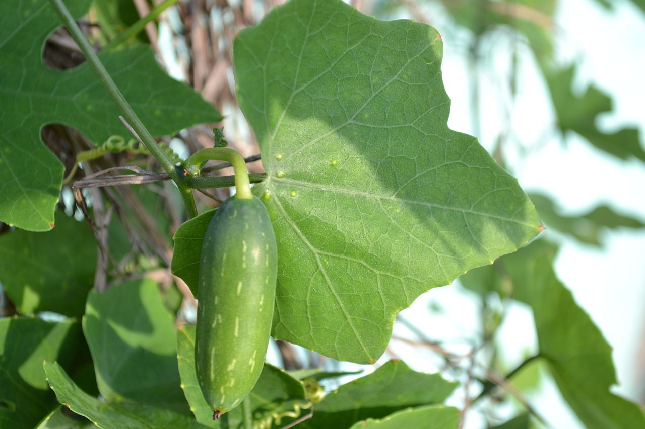 ~IVY GOURD~ Coccinia Grandis Scarlet Gourd Tindora Tropical Vine 30 Fresh Seeds