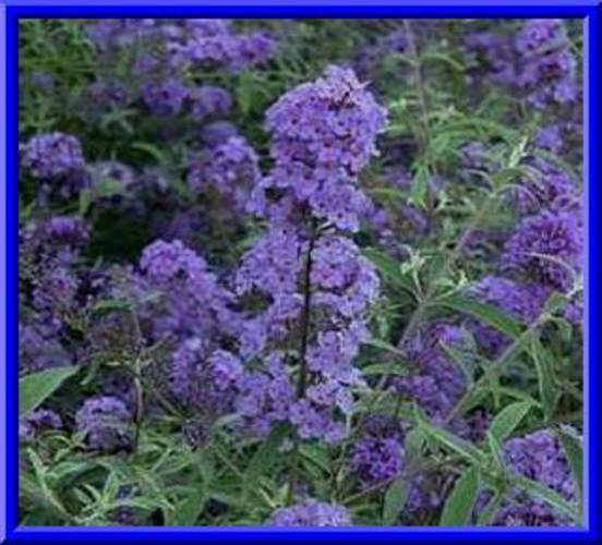 Multi-color Butterfly Bush Mix 150 Seeds- Easy to grow -Comb S/H