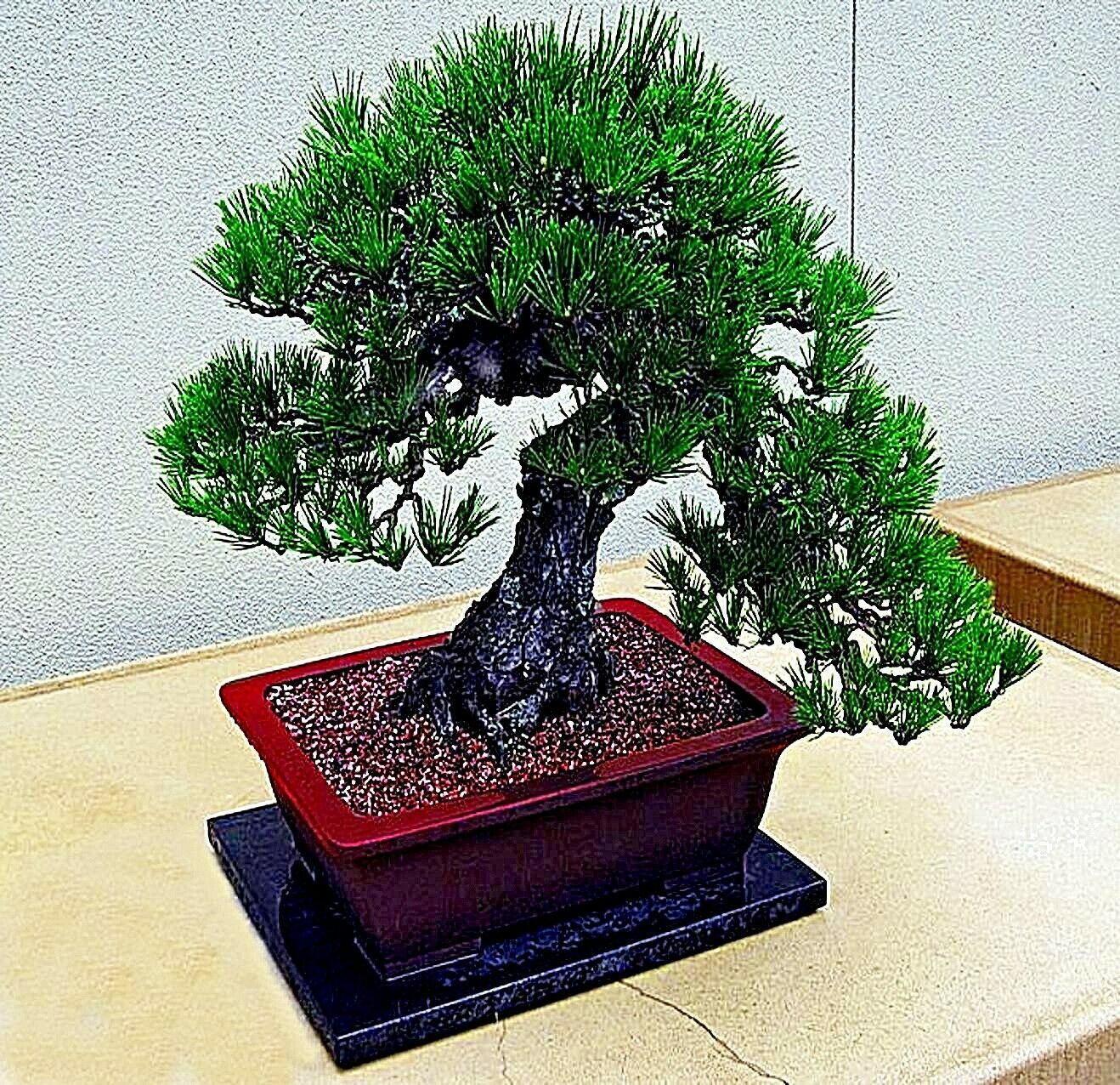 20 JAPANESE BLACK PINE TREE SEEDS (Pinus thunbergii) “Easy & Famous for Bonsai”