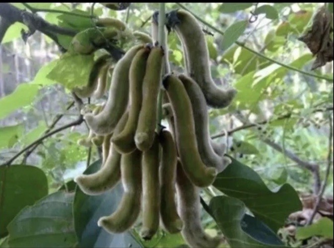 50 Seeds Rare Stripes Mucuna Prurient For Food And Growing