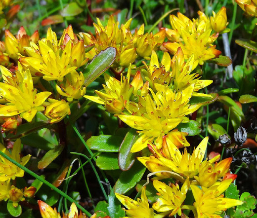 SEDUM RUSSIAN STONECROP Sedum Kamtschaticum – 300 Bulk Seeds