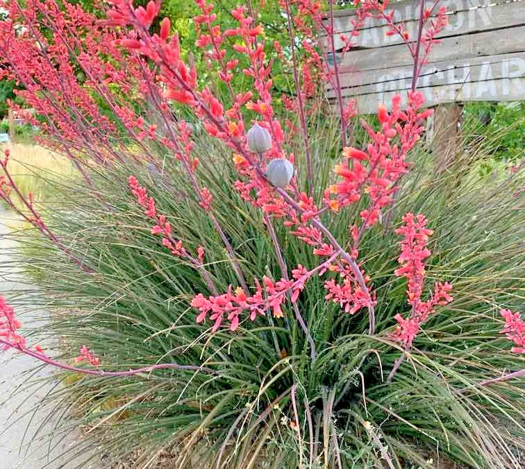 25 RED YUCCA SEEDS – Hesperaloe parviflora
