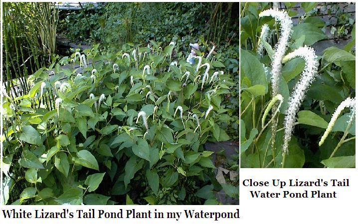 WHITE LIZARD’S TAIL POND/BOG PLANT 100 + SEEDS USA Seller