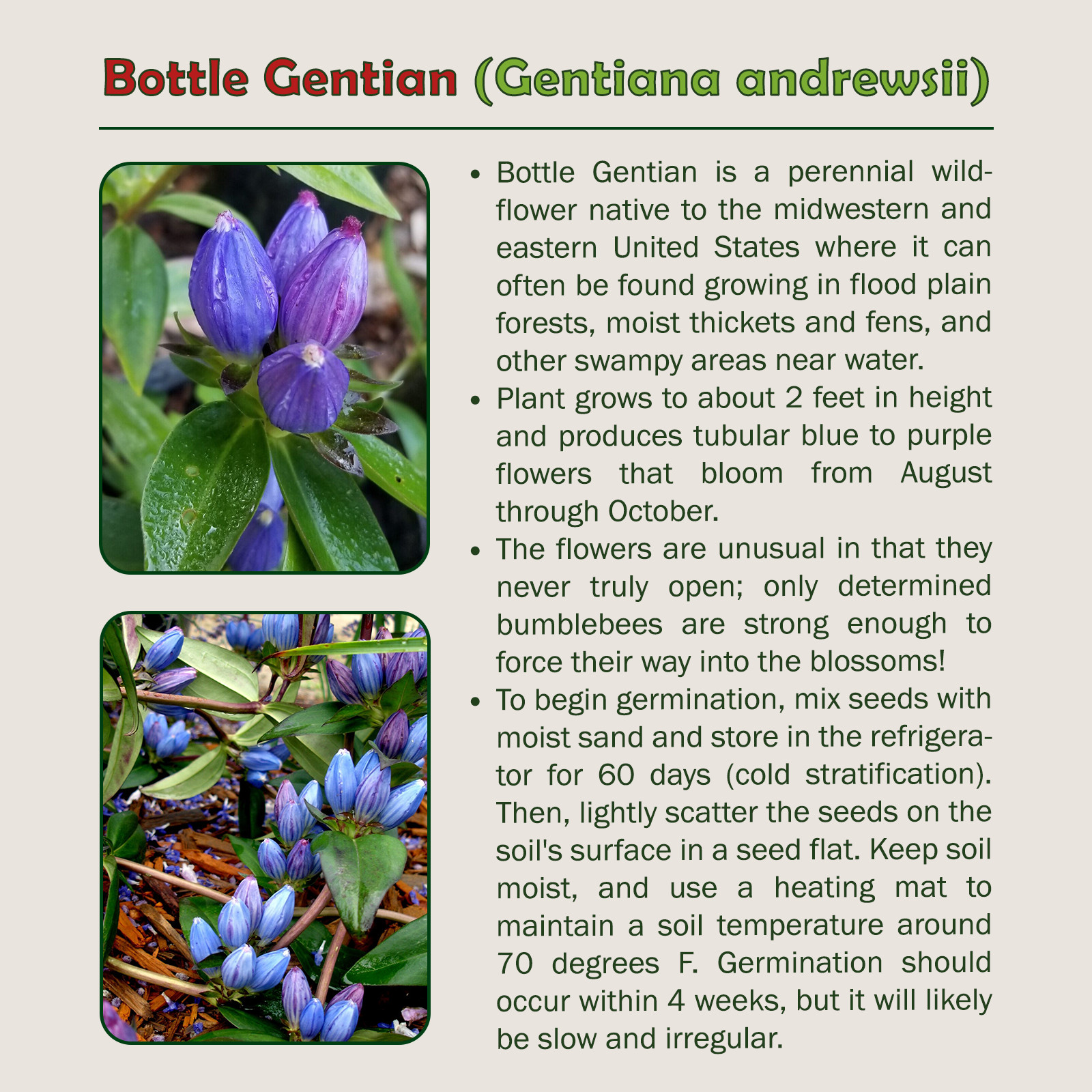 100 Bottle Gentian Seeds, Gentiana andrewsii, Native Perennial Wildflower