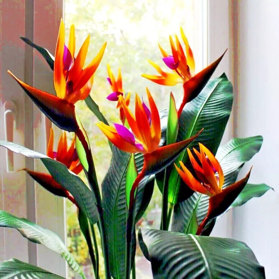 ORANGE BIRD of PARADISE SEEDS (Strelitzia reginae) Tropical Crane Flower 10seeds