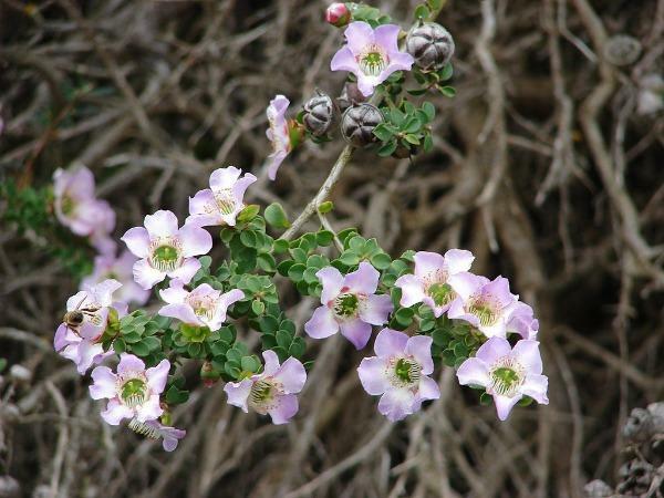 Leptospermum rotundifolium Manning’s Choice | Round-Leaf Tea-Tree | 10 Seeds