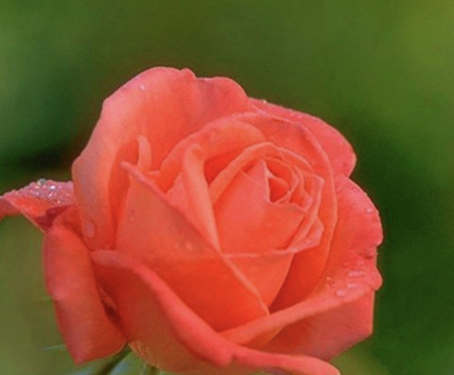 20 ROSE FLOWER SEEDS classic rare plant garden for stratification/germination