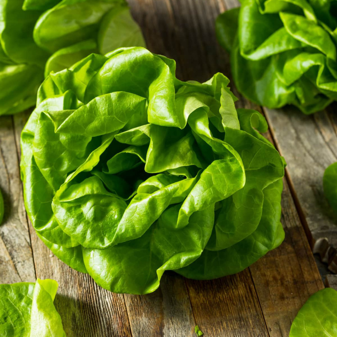 Fresh Crisp Bibb Butterhead Lettuce Seeds | Heirloom Non-GMO | Vegetable Seeds