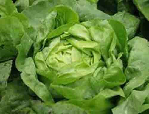 SCARBOROUGH SEEDS Organic Butter Lettuce 1000 Seeds non GMO (Buttercrunch)