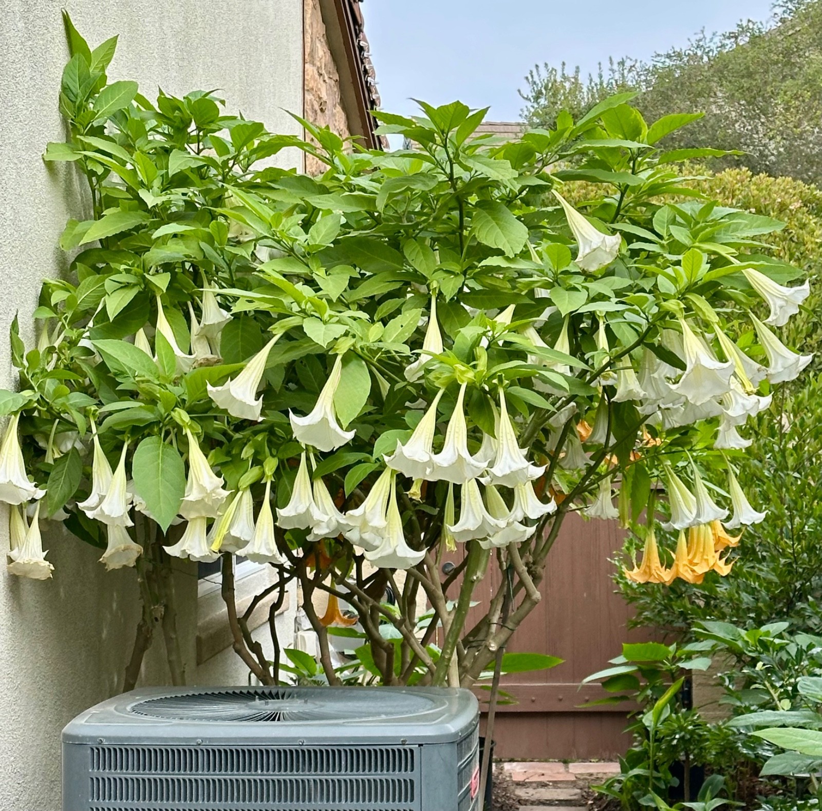 1 Live- Starter Plant, White Angel Trumpet (Brugmansia) Tropical Plant. 9”-11”H
