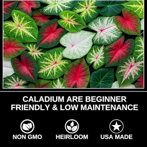 Desert Sunset Caladium Bulbs 4 Pack Sun Tolerant Pink Copper Vein Tropical Plant