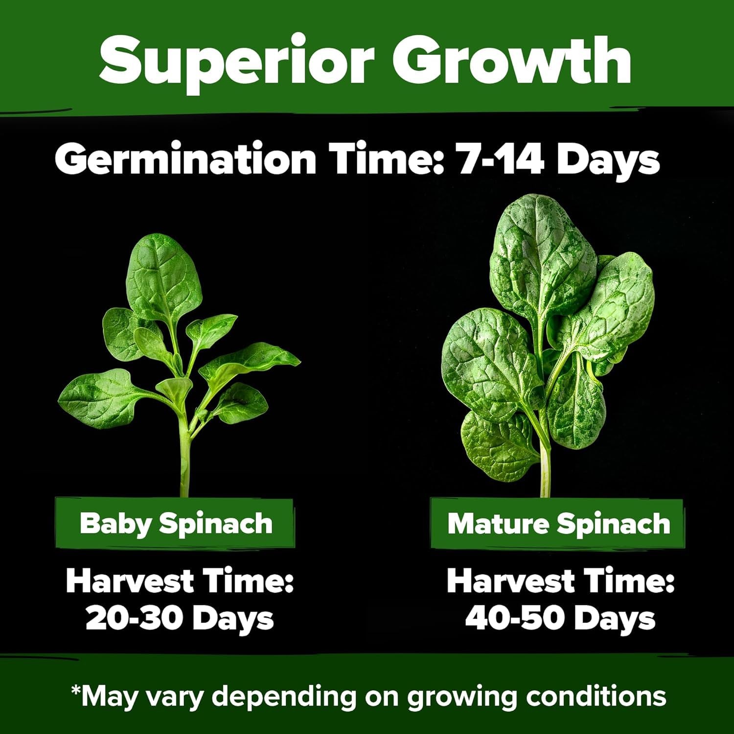 HOME GROWN Bloomsdale Spinach Seeds 353+ Non GMO Heirloom Seeds for Planting,…