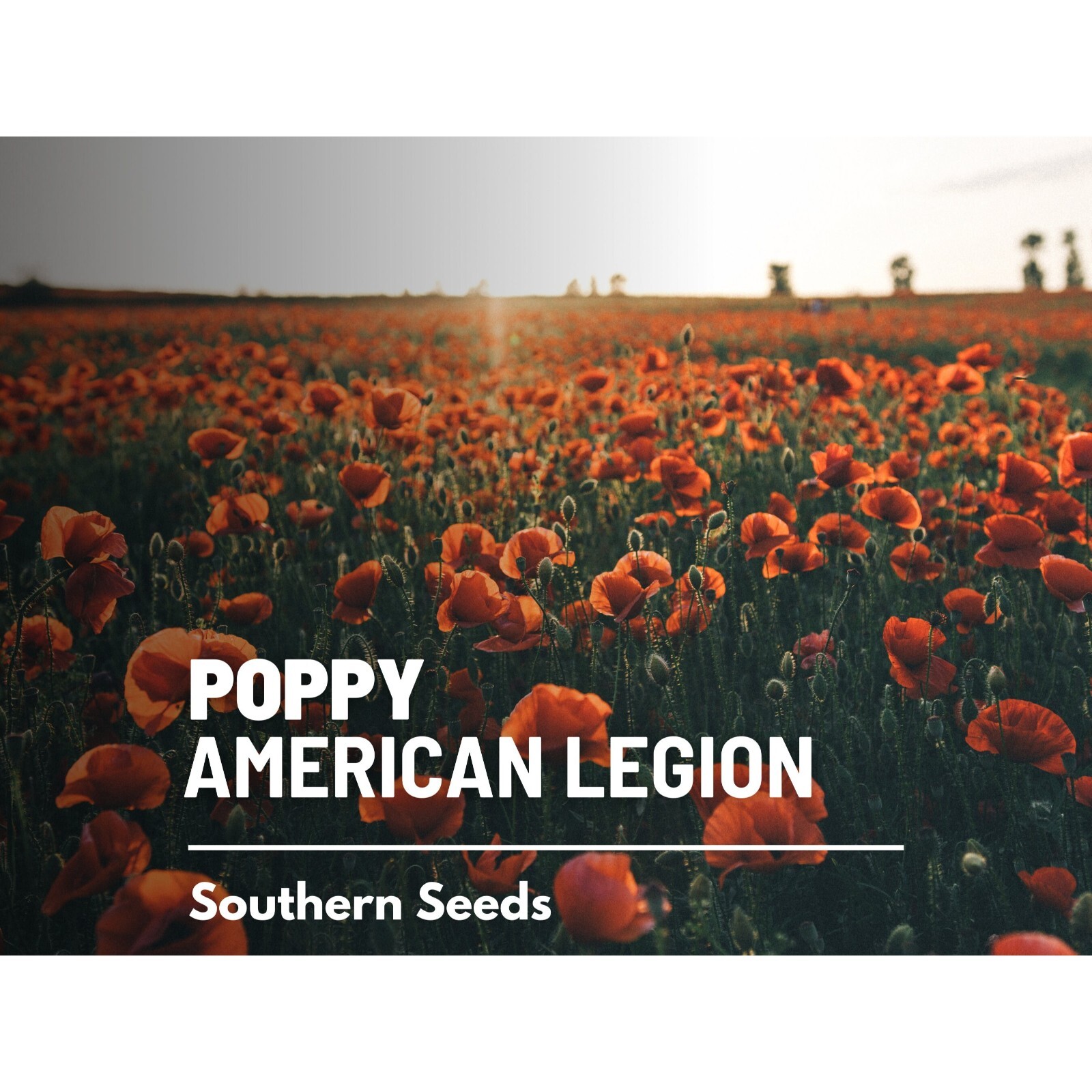 Poppy, American Legion – 100 Seeds – Heirloom Flower, Flanders, Red Corn Poppy,