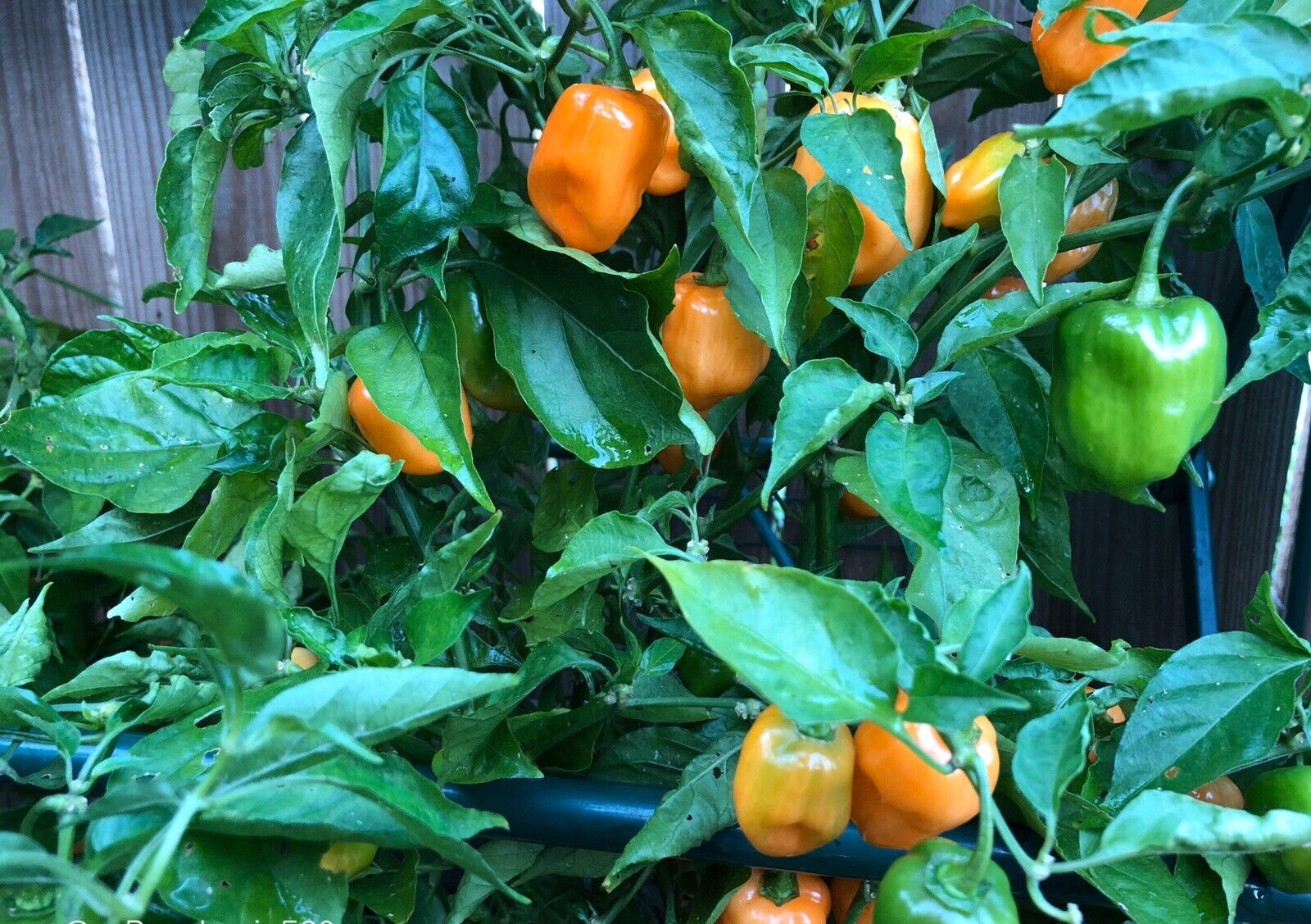 RARE✿ Spanish Orange Habanero Hot Pepper 15 Seeds ●Prolific