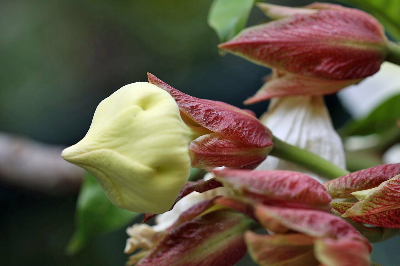 Beaumontia grandiflora | Herald’s Trumpet | Easter Lily Vine | 10 Seeds