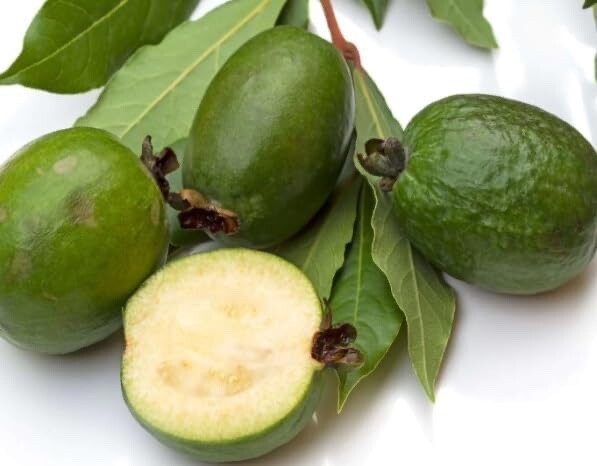 30 Pineapple Guava Seeds for Planting – Acca sellowiana