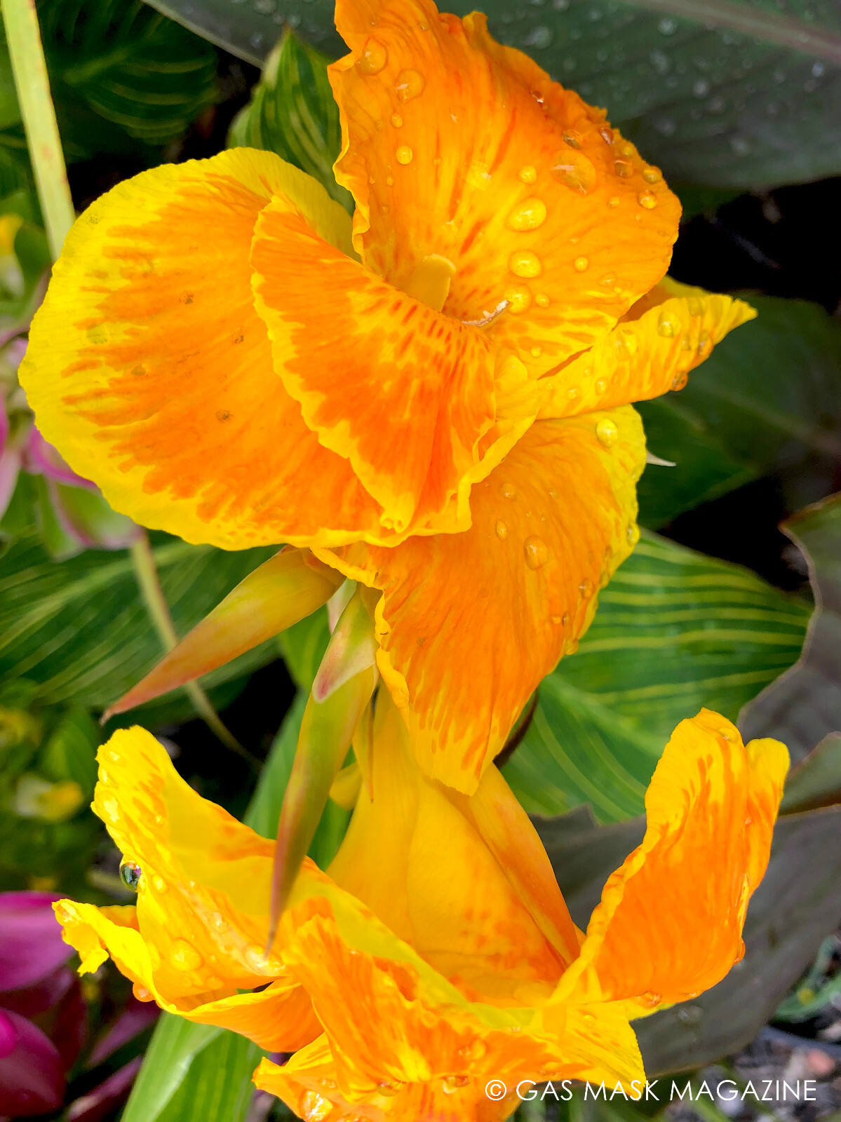 Pretoria / Bengal Tiger Striped Canna Lily Live Plant Rhizome + Orange & Yellow
