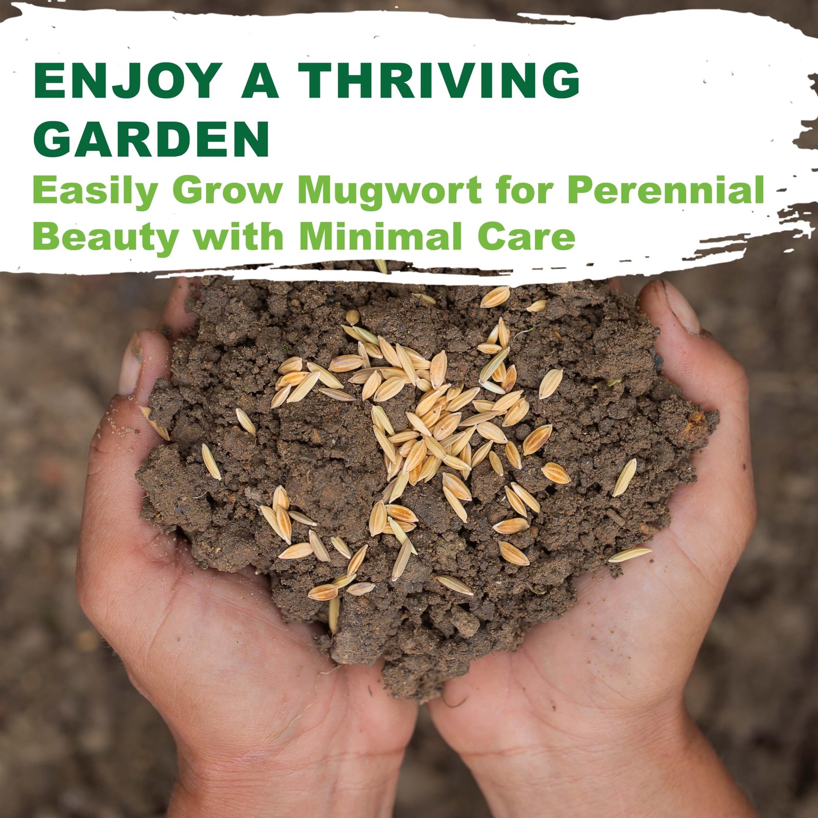 Mugwort Seeds Planting 4000 Non GMO Heirloom Herb Fast Growing Perennial Garden