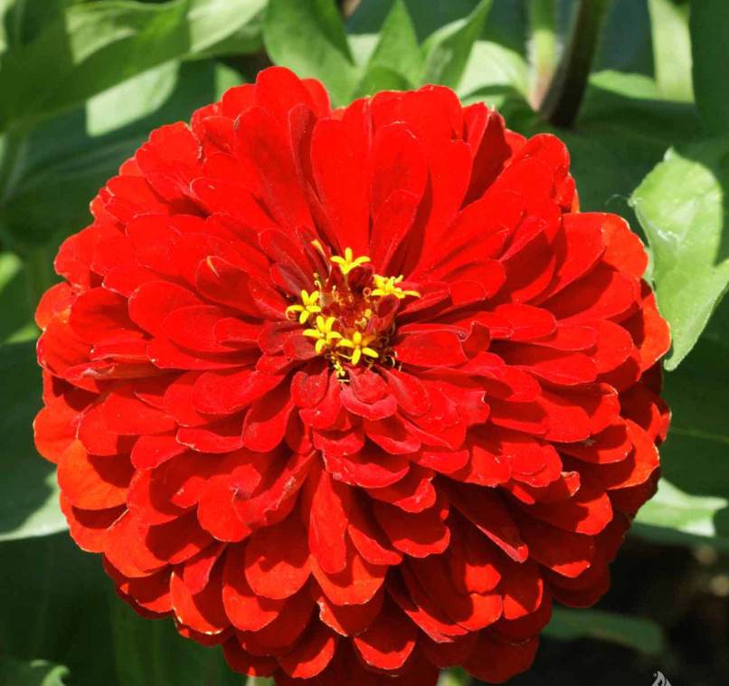 Zinnia Seeds HUMMINGBIRD REDS Bulk Butterflies Love Heirloom Non-GMO 500 Seeds!