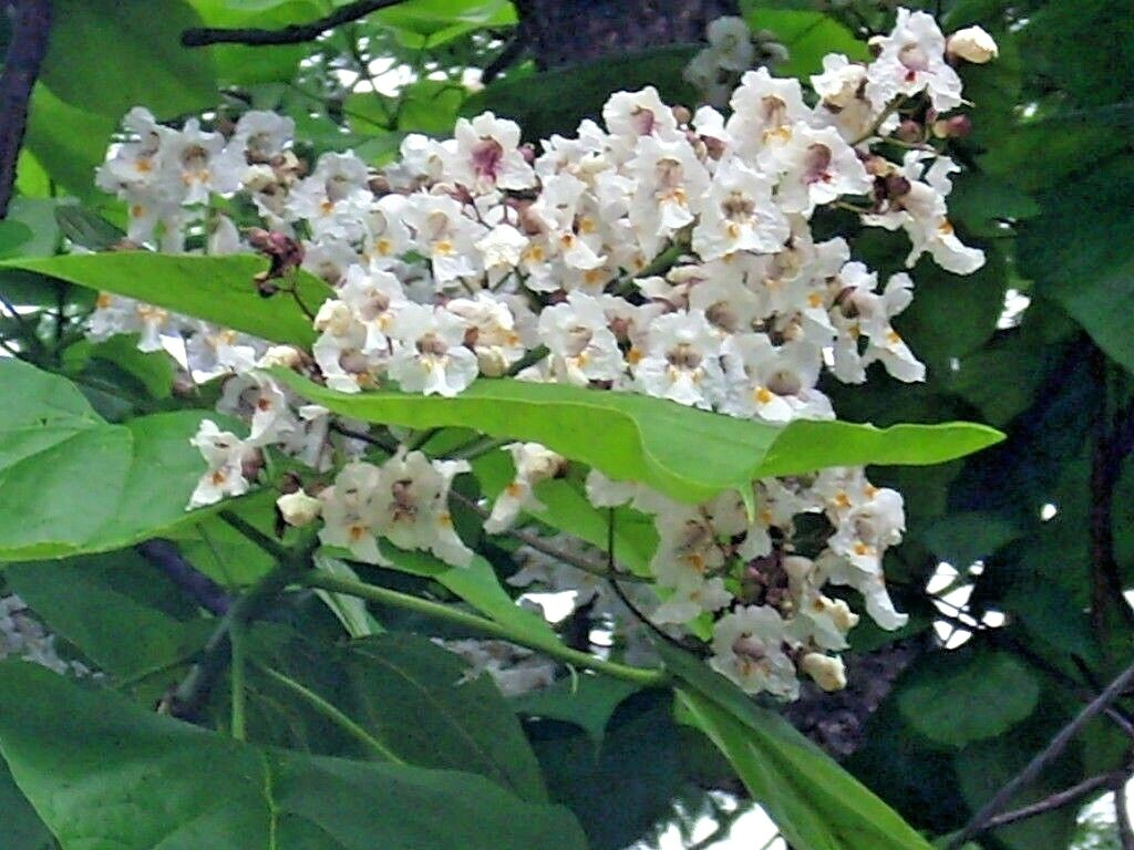 30 NORTHERN CATALPA SEEDS – Catalpa speciosa