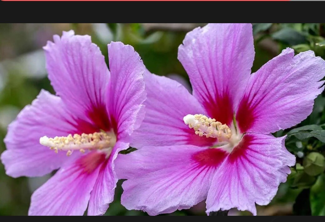 20+ Seeds of White/Violet/Pink Althea Rose of Sharon (Hibiscus syriacus)