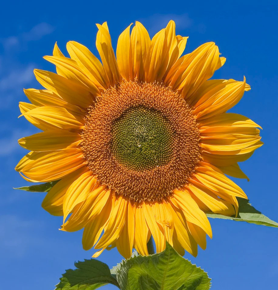80 Mammoth Grey Stripe 100% ORGANIC Sunflower Seeds Non-GMO Huge FLOWER BLOOMS !
