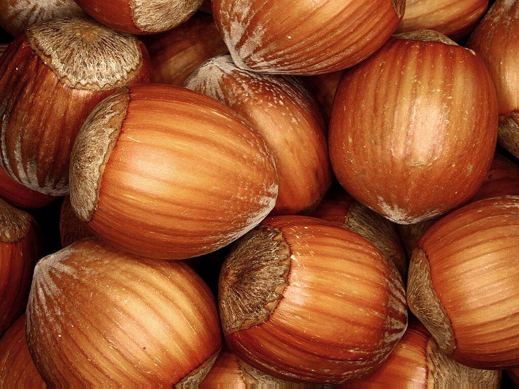 European Hazelnut, (Filbert), Corylus avellana, Tree Seeds (Fast, Showy, Edible)