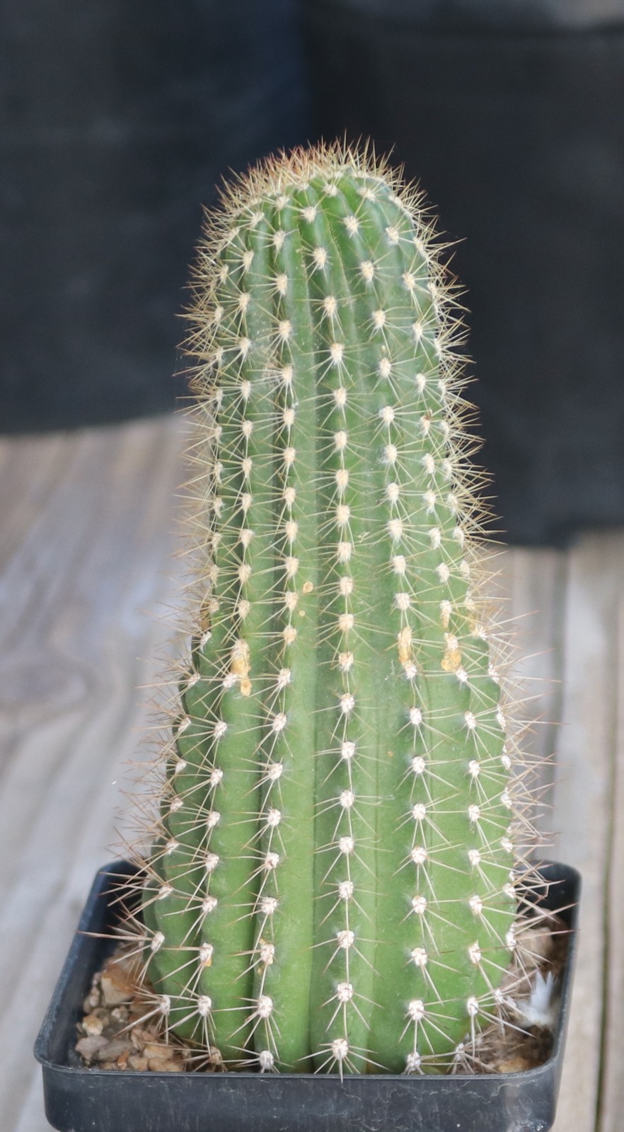 Tricho hybrid ‘Western Peach’