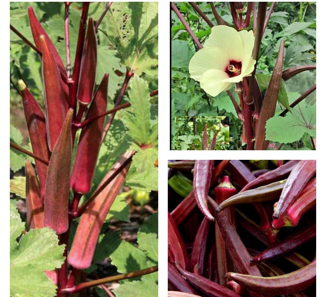 30+ SEEDS Red Burgundy Okra Seeds, NON-GMO, Heirloom, FREE SHIPPING