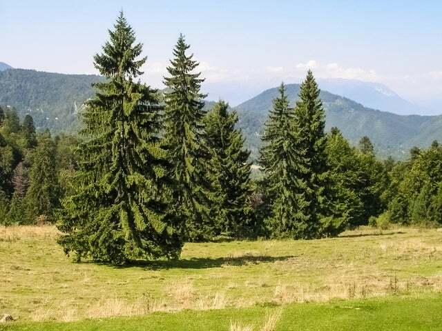 Norway Spruce Tree Seeds – 50 Seeds -Beautiful Evergreen Tree Seeds- Picea Abies