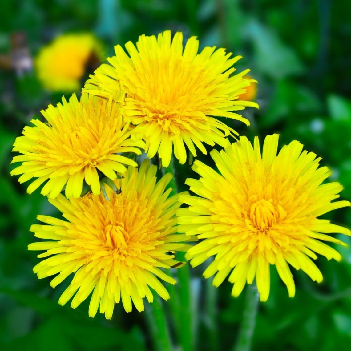 2500-3000 Dandelion seeds – Taraxacum Officinale