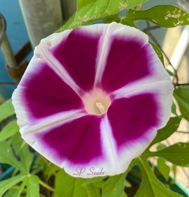 Yaguruma – Japanese Morning Glory – ipomoea NIL – 6 seeds – Ornamental Windmill