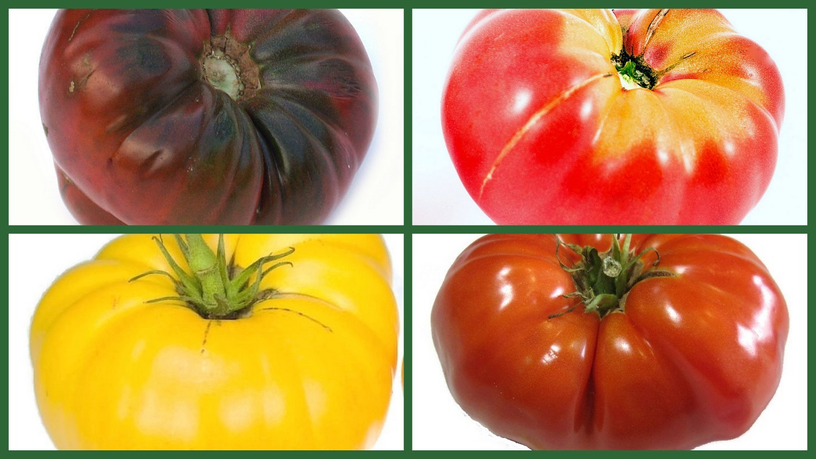 Brandywine Tomato Seeds, Brandywine Tomatoes, 4 Pk Special, Heirloom, 10% Off!