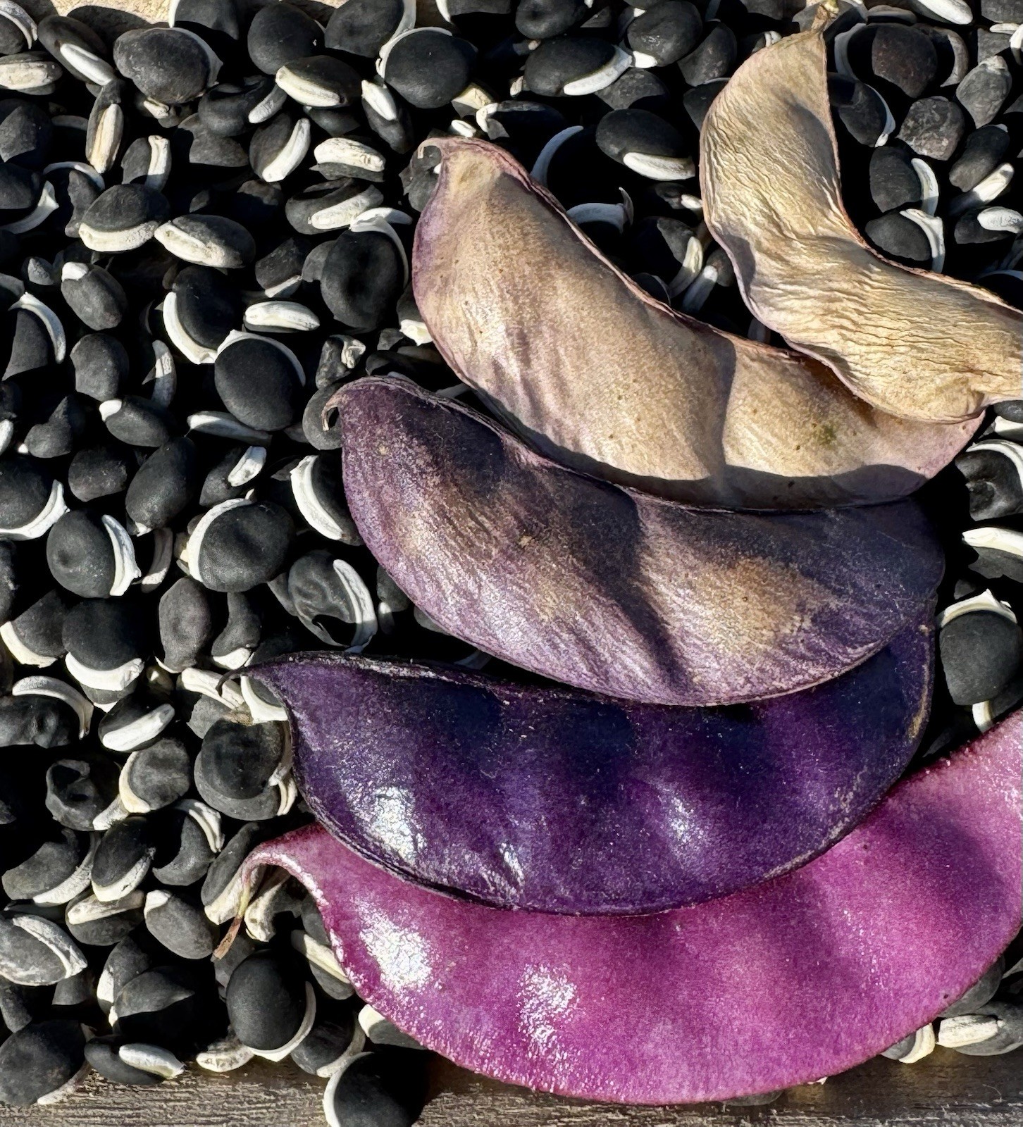 Purple Hyacinth Bean Vine Seeds Fresh Harvest Fall 2026 BULK Seeds/Order
